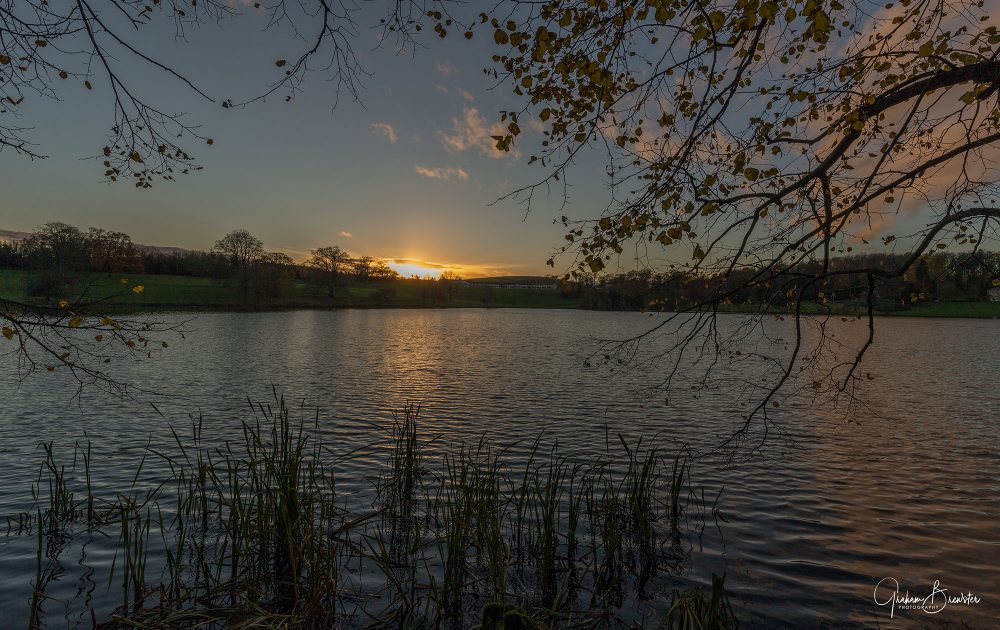Graham Brewster Photography - Yorkshire Prints - Yorkshire - Reeds at dusk
